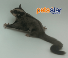 Sugar Glider